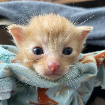 Domestic Short Hair Cats Available for Adoption in Bentonville, Arkansas - Chandler | PetCurious