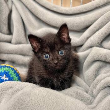 Mr. Mole -  Domestic Short Hair Cat for Adoption in Columbus, Georgia - Mr. Mole | PetCurious