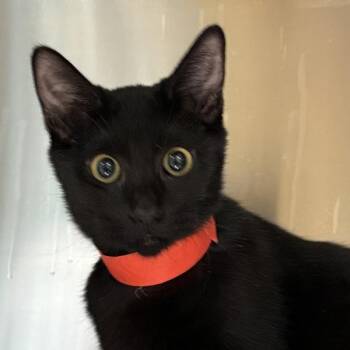 Moe -  Domestic Short Hair Cat for Adoption in Golden, Colorado - Moe | PetCurious