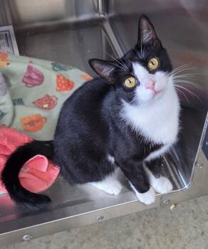 Rescue Domestic Short Hair Cats for Adoption in Seneca, Pennsylvania - Azalea | PetCurious