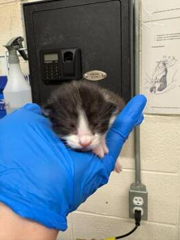 Vaermina -  Domestic Short Hair Cat for Adoption in Fruit Heights, Utah - Vaermina | PetCurious