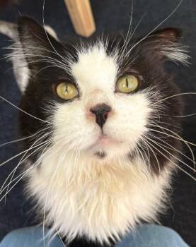 Domestic Long Hair Cats Available for Adoption - Kilkenny | PetCurious