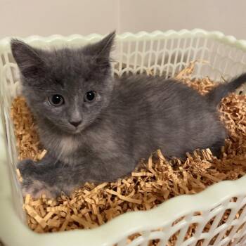 Whiskey -  Domestic Short Hair Cat for Adoption in Etna, Pennsylvania - Whiskey | PetCurious