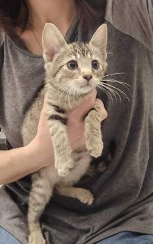 Teddy -  Domestic Short Hair Cat for Adoption in Dickson, Tennessee - Teddy | PetCurious