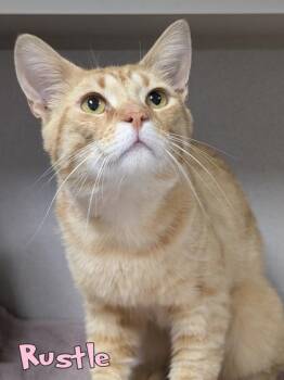 Rustle -  Domestic Short Hair Cat for Adoption in Mason, Michigan - Rustle | PetCurious