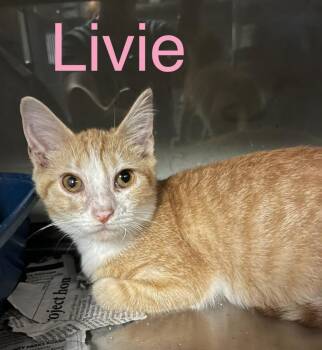 Livie -  Domestic Short Hair Cat for Adoption in Princeton, Indiana - Livie | PetCurious