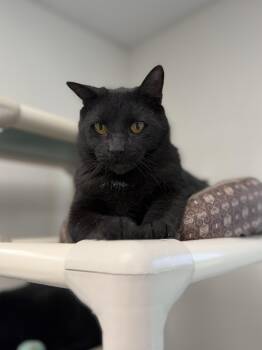 Domestic Short Hair Cats Available for Adoption in Geneseo, Illinois - Crypt | PetCurious