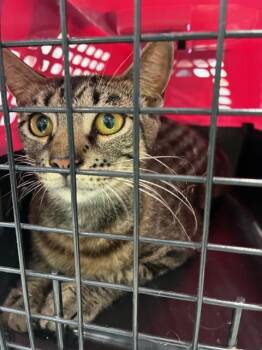 CLOVER -  Domestic Short Hair Cat for Adoption in Palmetto, Florida - CLOVER | PetCurious