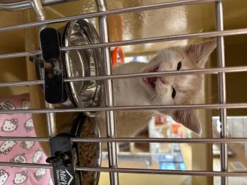 Domestic Medium Hair Cats Available for Adoption in Marvin, North Carolina - Ollie | PetCurious