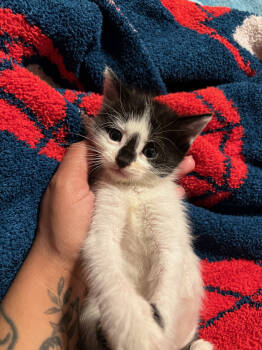 Rescue Domestic Short Hair Cats for Adoption in Long Beach, California - Bindi | PetCurious