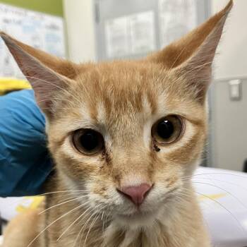 112188 -  Domestic Short Hair Cat for Adoption in Las Cruces, New Mexico - 112188 | PetCurious