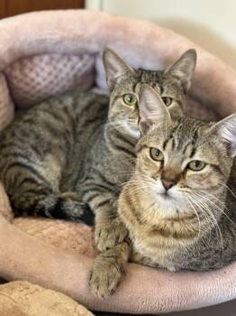 Rescue Domestic Short Hair Cats for Adoption in Pleasant Valley, New York - Freda And Mira | PetCurious