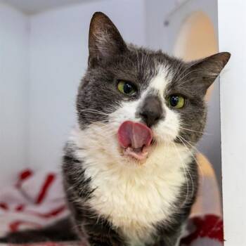 BUTTONS -  Domestic Medium Hair Cat for Adoption in Methuen, Massachusetts - BUTTONS | PetCurious