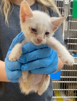 Unity -  Domestic Short Hair Cat for Adoption in Bryant, Arkansas - Unity | PetCurious
