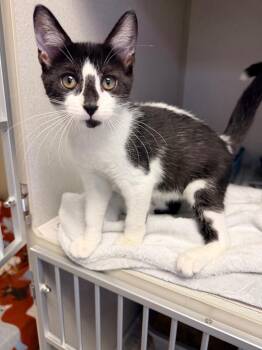 Grady -  Domestic Short Hair Cat for Adoption in Pottsville, Pennsylvania - Grady | PetCurious