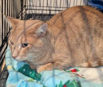 Buffy -  Domestic Short Hair Cat for Adoption in St. Cloud, Minnesota - Buffy | PetCurious
