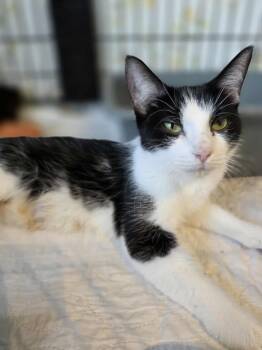 Rescue Domestic Short Hair Cats for Adoption in Terrebonne, Quebec - Xena | PetCurious