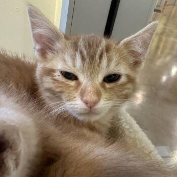Corn Flower -  Domestic Short Hair Cat for Adoption in Walnut Creek, California - Corn Flower | PetCurious