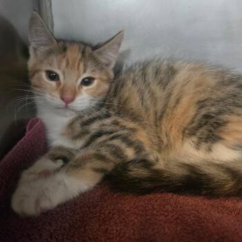 Yuki -  Domestic Medium Hair Cat for Adoption in San Jacinto, California - Yuki | PetCurious