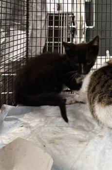 Domestic Short Hair Cats Available for Adoption in Fort Lauderdale, Florida - A2476120 | PetCurious