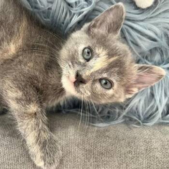 Honeycrisp -  Domestic Short Hair Cat for Adoption in Wheaton, Illinois - Honeycrisp | PetCurious