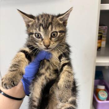 Domestic Short Hair Cats Available for Adoption in Columbiana, Alabama - Comeback Sauce | PetCurious