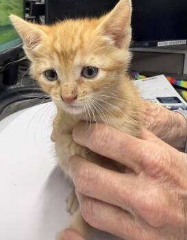 Fanta (Punkin K3) -  Domestic Short Hair Cat for Adoption in Pahrump, Nevada - Fanta (Punkin K3) | PetCurious
