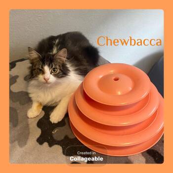 Tabby Cats Available for Adoption - CHEWBACCA | PetCurious