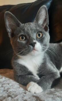 Rescue Domestic Short Hair Cats for Adoption in Albany, Wisconsin - Vega | PetCurious