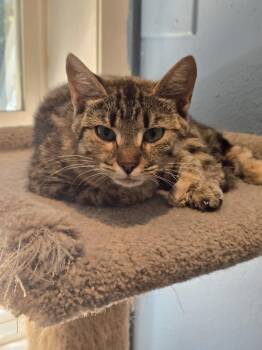 Gia -  Domestic Short Hair Cat for Adoption in Vancouver, Washington - Gia | PetCurious
