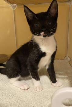 Domestic Short Hair Cats Available for Adoption in El Paso, Texas - Astro | PetCurious