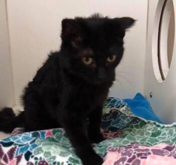 Domestic Short Hair Cats Available for Adoption - Tessa | PetCurious