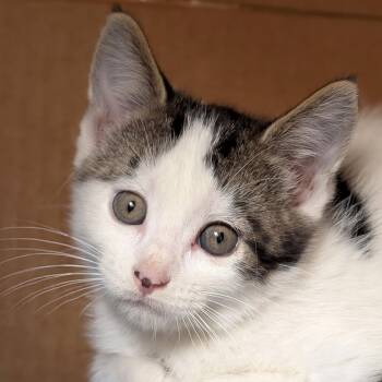 Pringles -  Domestic Short Hair Cat for Adoption in Jefferson, Wisconsin - Pringles | PetCurious