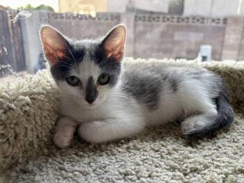 Rafiki -  Domestic Short Hair Cat for Adoption in Phoenix, Arizona - Rafiki | PetCurious