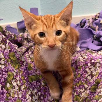 Cream -  Domestic Short Hair Cat for Adoption in Harlingen, Texas - Cream | PetCurious