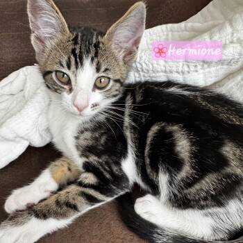 Hermione -  Domestic Short Hair and Tabby Cat for Adoption in Yorba Linda, California - Hermione | PetCurious