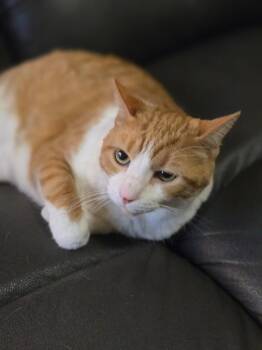 Bella -  Domestic Short Hair Cat for Adoption in Ballwin, Missouri - Bella | PetCurious