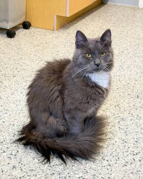 Domestic Medium Hair Cats Available for Adoption in Scituate, Massachusetts - Virginia | PetCurious