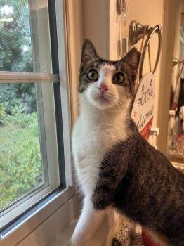 Ms. Maxie the Manx - Young, SWEET, beautiful! -  Manx Cat for Adoption in Atlanta, Georgia - Ms. Maxie The Manx - Young, SWEET, Beautiful! | PetCurious