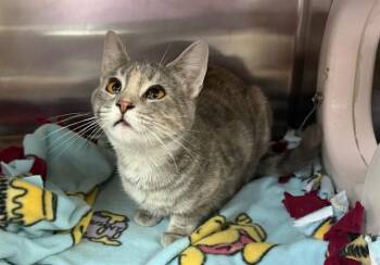 Domestic Short Hair Cats Available for Adoption in Ames, Iowa - YELENA | PetCurious