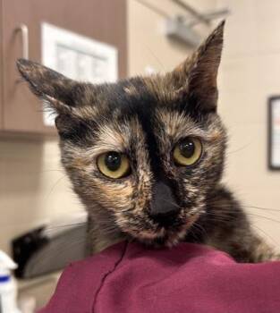 Duchess -  Domestic Short Hair Cat for Adoption in Fishers, Indiana - Duchess | PetCurious