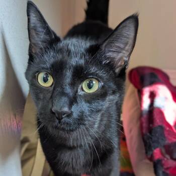 Domestic Short Hair Cats Available for Adoption in Providence, Rhode Island - Salem | PetCurious
