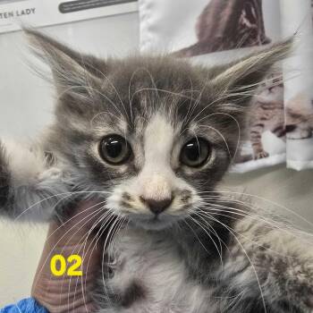 Gladys Knight -  Domestic Short Hair Cat for Adoption in Los Angeles, California - Gladys Knight | PetCurious