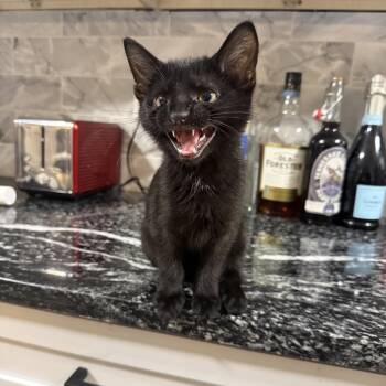 Tinker -  Domestic Short Hair Cat for Adoption in La Grange, Kentucky - Tinker | PetCurious