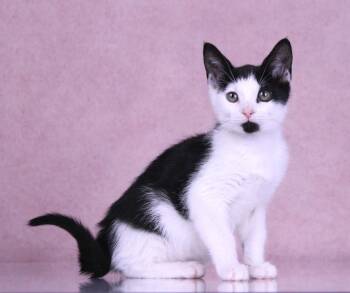 Dede -  Domestic Short Hair and Tuxedo Cat for Adoption in Tuscaloosa, Alabama - Dede | PetCurious