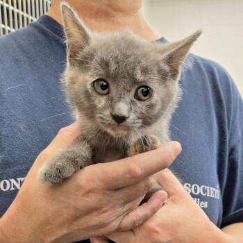 Domestic Short Hair Cats Available for Adoption in Montgomery, Alabama - Apple | PetCurious