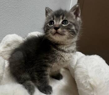 Domestic Short Hair Cats Available for Adoption in Little Rock, Arkansas - Rylee | PetCurious