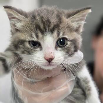 Meteor -  Domestic Medium Hair Cat for Adoption in Charleston, West Virginia - Meteor | PetCurious