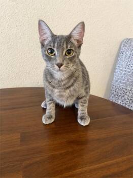 Valentina -  Domestic Short Hair Cat for Adoption in Houston, Texas - Valentina | PetCurious