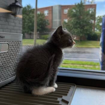 Domestic Short Hair Cats Available for Adoption in St. Louis, Missouri - Ghost | PetCurious